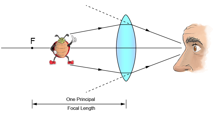 Ray diagram of a bug between one principal focal length and a convex lens